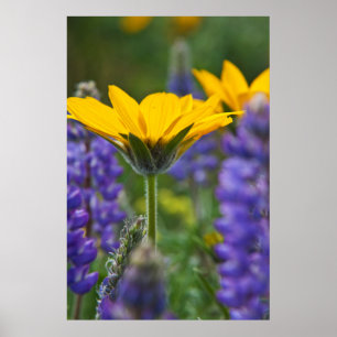 Pijlbladige Balsemwortel en Lupine in Lentebloei Poster