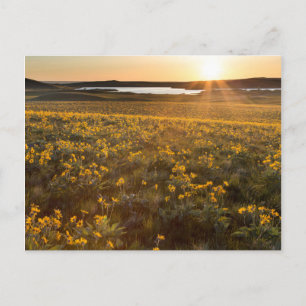 Pijlenbladige Balsamwortel Wilde Bloemen Briefkaart