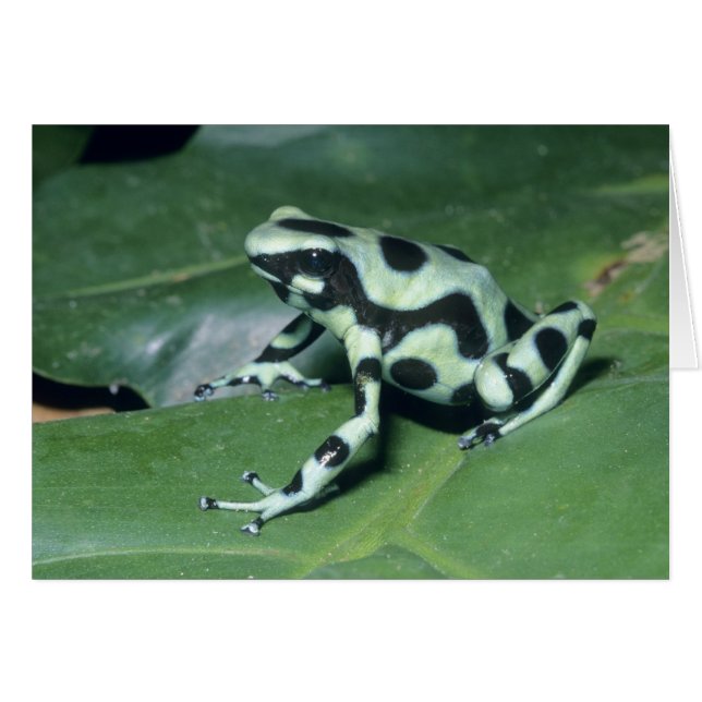 Pijlgifkikker, (Dendrobates auratus) Cahuita (Voorkant Horizontaal)