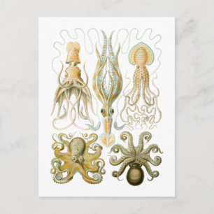 Pijlinktvis en octopus briefkaart