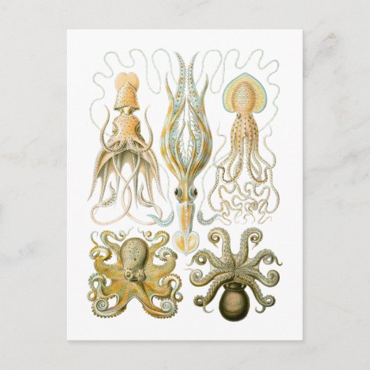 Pijlinktvis en octopus briefkaart (Voorkant)