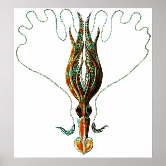 pijlinktvis, met lange armen gestileerd poster (Voorkant)