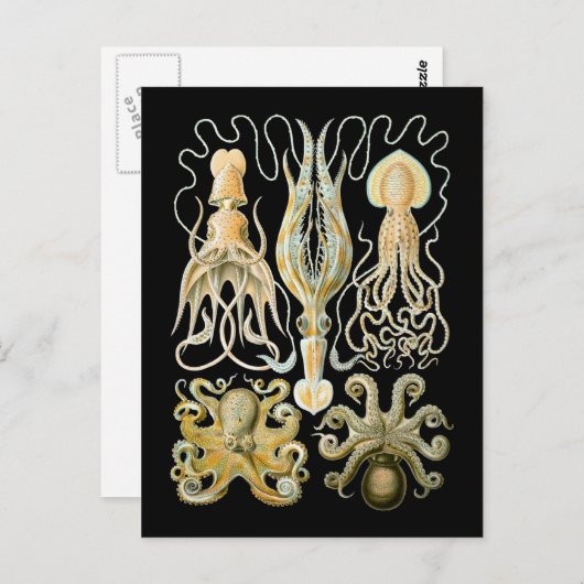 Pijlinktvis & Octopus Briefkaart (Voorkant / Achterkant)