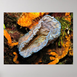 Pijlkrab op een spons poster