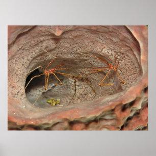 Pijlkrabben in een Barrel Spons Poster