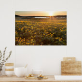 Pijlkruid Balsamroot-wildbloemen Poster (Keuken)