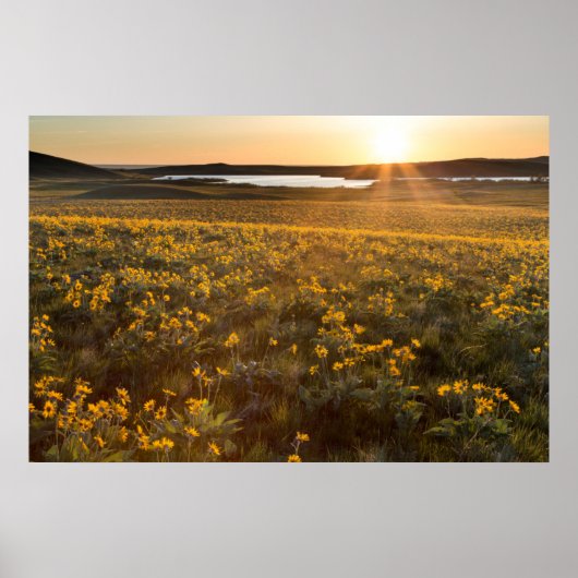 Pijlkruid Balsamroot-wildbloemen Poster (Voorkant)