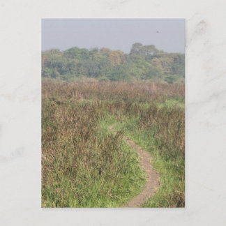 Pijlpad door het lange gras briefkaart