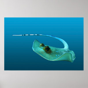 Pijlrog in beweging! Verlopend blauwe achtergrond  Poster