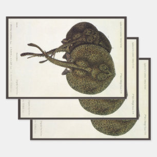 Pijlroggen Pijlroggen, Dierlijke Oude Zeedieren Inpakpapier Vel