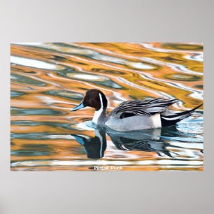 Pijlstaart eend poster