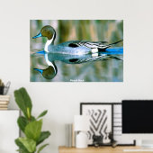 Pijlstaart eend poster (Thuiskantoor)