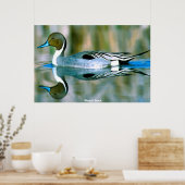 Pijlstaart eend poster (Keuken)