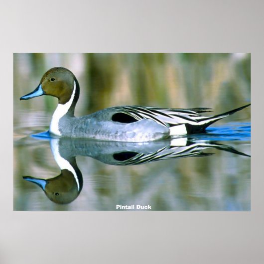 Pijlstaart eend poster (Voorkant)