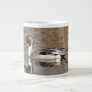 Pijlstaart eend zwemt in een vijver grote koffiekop