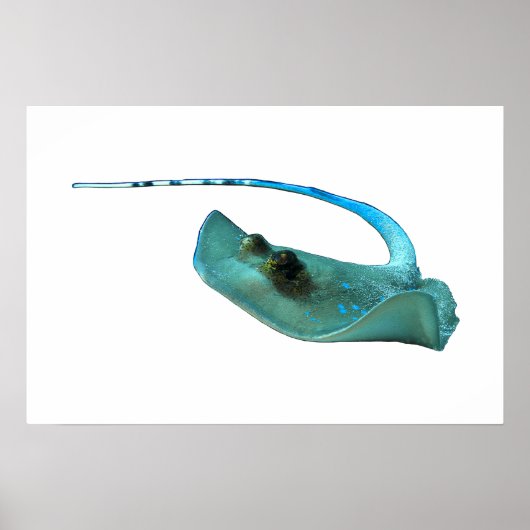 Pijlstaartrog - Abstract ontwerp - Uitgesneden uit Poster (Voorkant)
