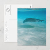 Pijlstaartrog die de Caraïben kruisen Briefkaart (Voorkant / Achterkant)