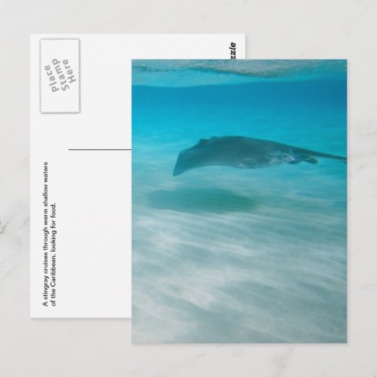 Pijlstaartrog die de Caraïben kruisen Briefkaart (Voorkant / Achterkant)