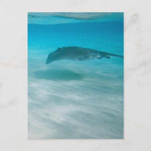 Pijlstaartrog die de Caraïben kruisen Briefkaart (Voorkant)