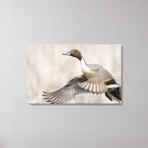 Pijlstaartwoerd in vlucht canvas afdruk