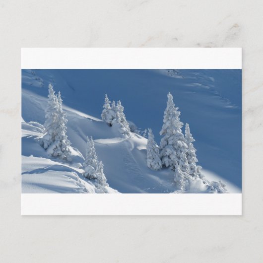 Pijnbomen bedekt met sneeuw briefkaart (Voorkant)