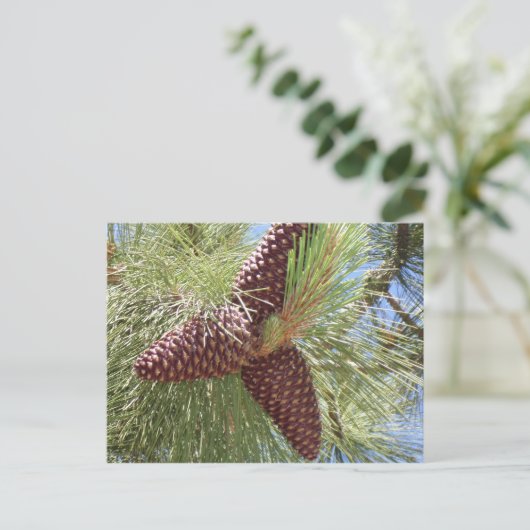 pijnbomen, dennen, lakgraaf, natuur briefkaart (Staand voorkant)