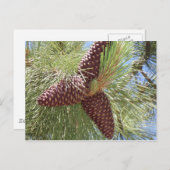 pijnbomen, dennen, lakgraaf, natuur briefkaart (Voorkant / Achterkant)