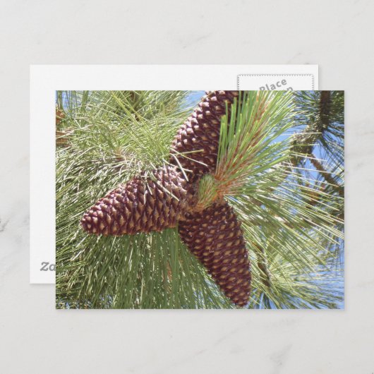 pijnbomen, dennen, lakgraaf, natuur briefkaart (Voorkant / Achterkant)