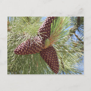 pijnbomen, dennen, lakgraaf, natuur briefkaart