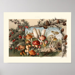 pijnbomen en paddenstoelen door Anton Seder Poster