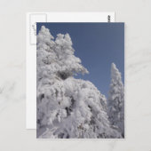 Pijnbomen met sneeuw briefkaart (Voorkant / Achterkant)