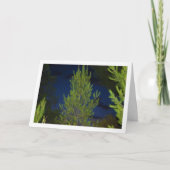 Pijnbomen 's Nachts Kaart (Voorkant)