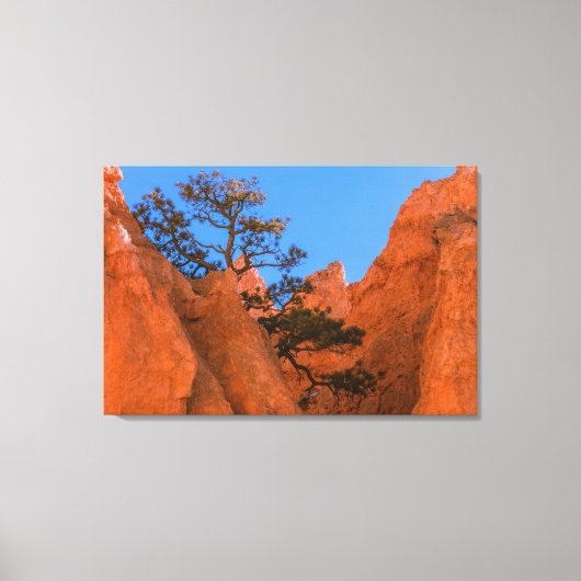 Pijnboom in Hoodoos  Canvas Afdruk (Voorkant)