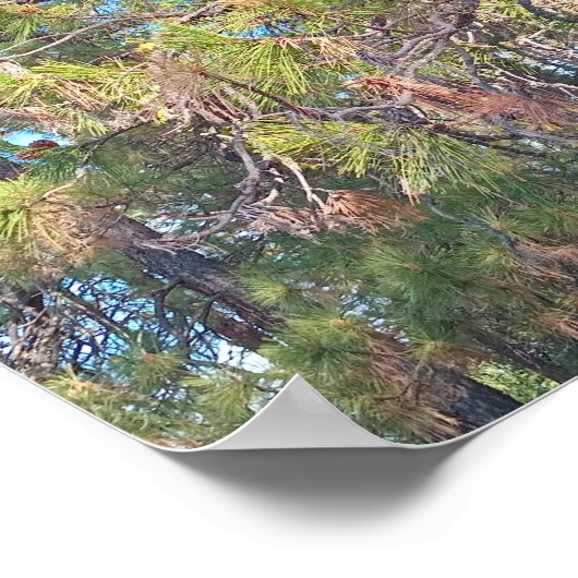 Pijnboom met dennenappels poster (Hoek)