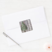 Pijnboom met Kardinaal Rustieke Kerstmis Vierkante Sticker (Envelop)
