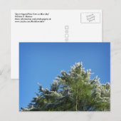 Pijnboom met sneeuwklemmen op blauwe hemel briefkaart (Voorkant / Achterkant)