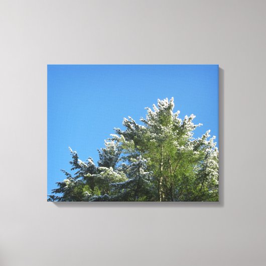 Pijnboom met sneeuwklemmen op blauwe hemel canvas afdruk (Voorkant)