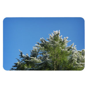 Pijnboom met sneeuwklemmen op blauwe hemel magneet