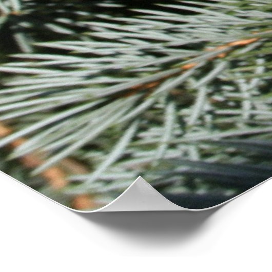 Pijnboom Poster (Hoek)