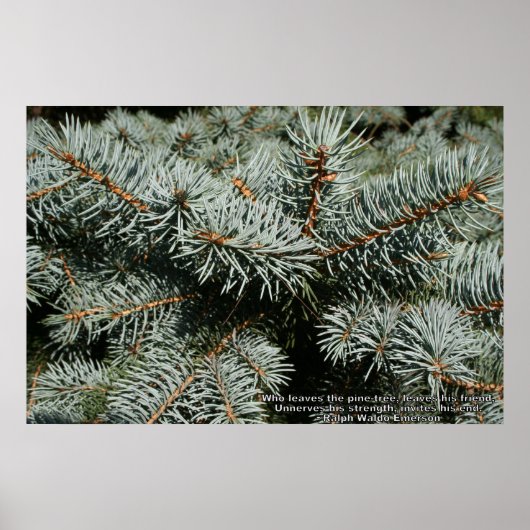 Pijnboom Poster (Voorkant)