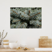 Pijnboom Poster (Keuken)