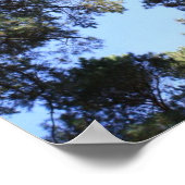 Pijnboomblauw Poster (Hoek)