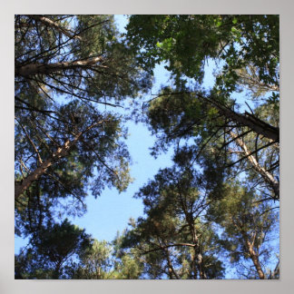 Pijnboomblauw Poster