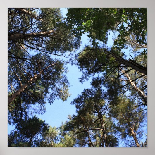 Pijnboomblauw Poster (Voorkant)