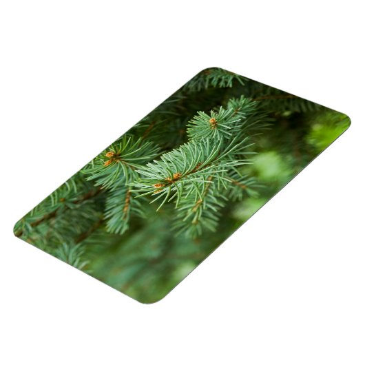 Pijnboomclose-up Magneet (Linkerzijde)