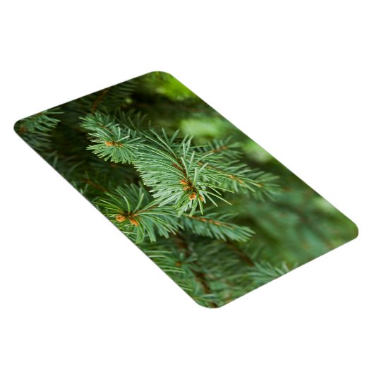 Pijnboomclose-up Magneet (Rechterzijde)