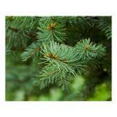 Pijnboomclose-up Perfect Poster (Voorkant)