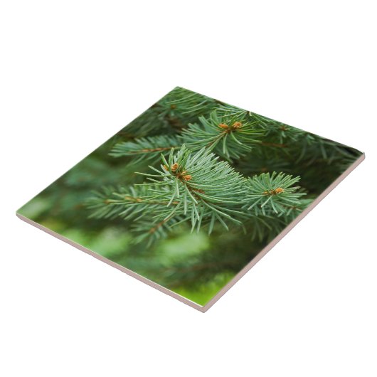 Pijnboomclose-up Tegeltje (Zijkant)