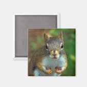 Pijnboomeekhoorn (Heb je noten?) Magneet (Voorkant / Achterkant)