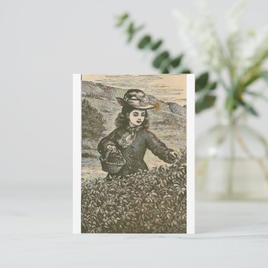 Pijnboomkleervruchten Briefkaart (Staand voorkant)